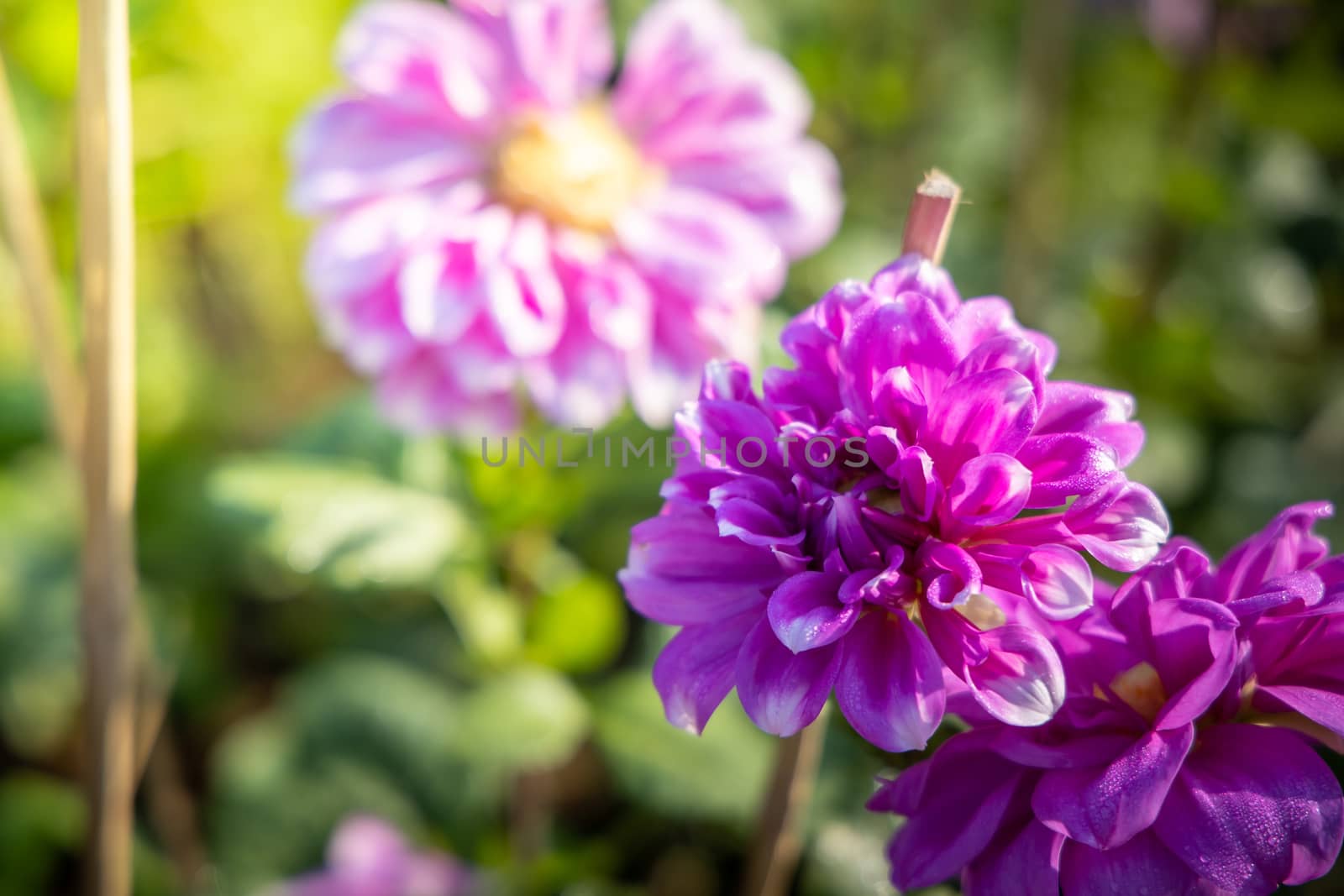 The background image of the colorful flowers, background nature