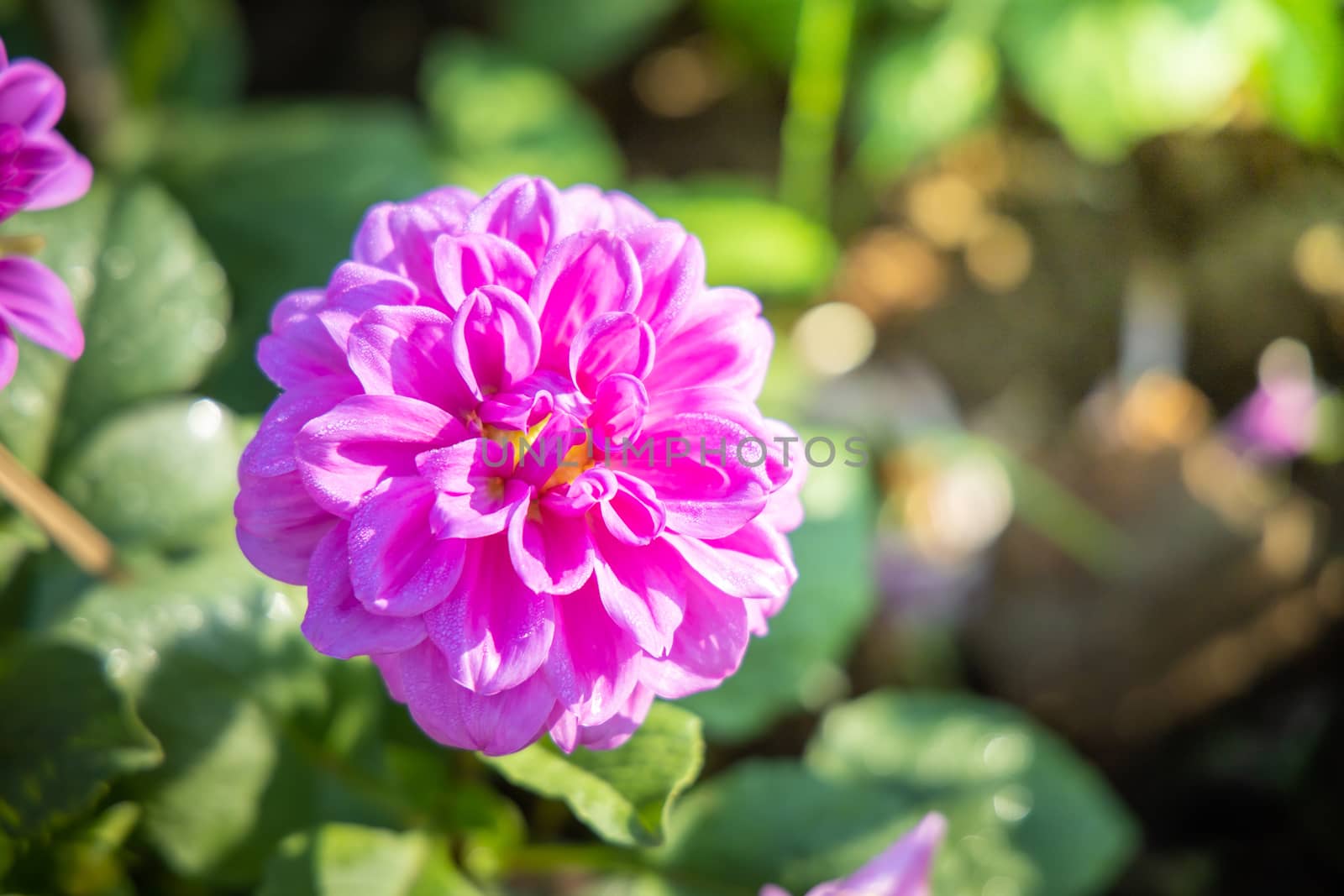 The background image of the colorful flowers, background nature