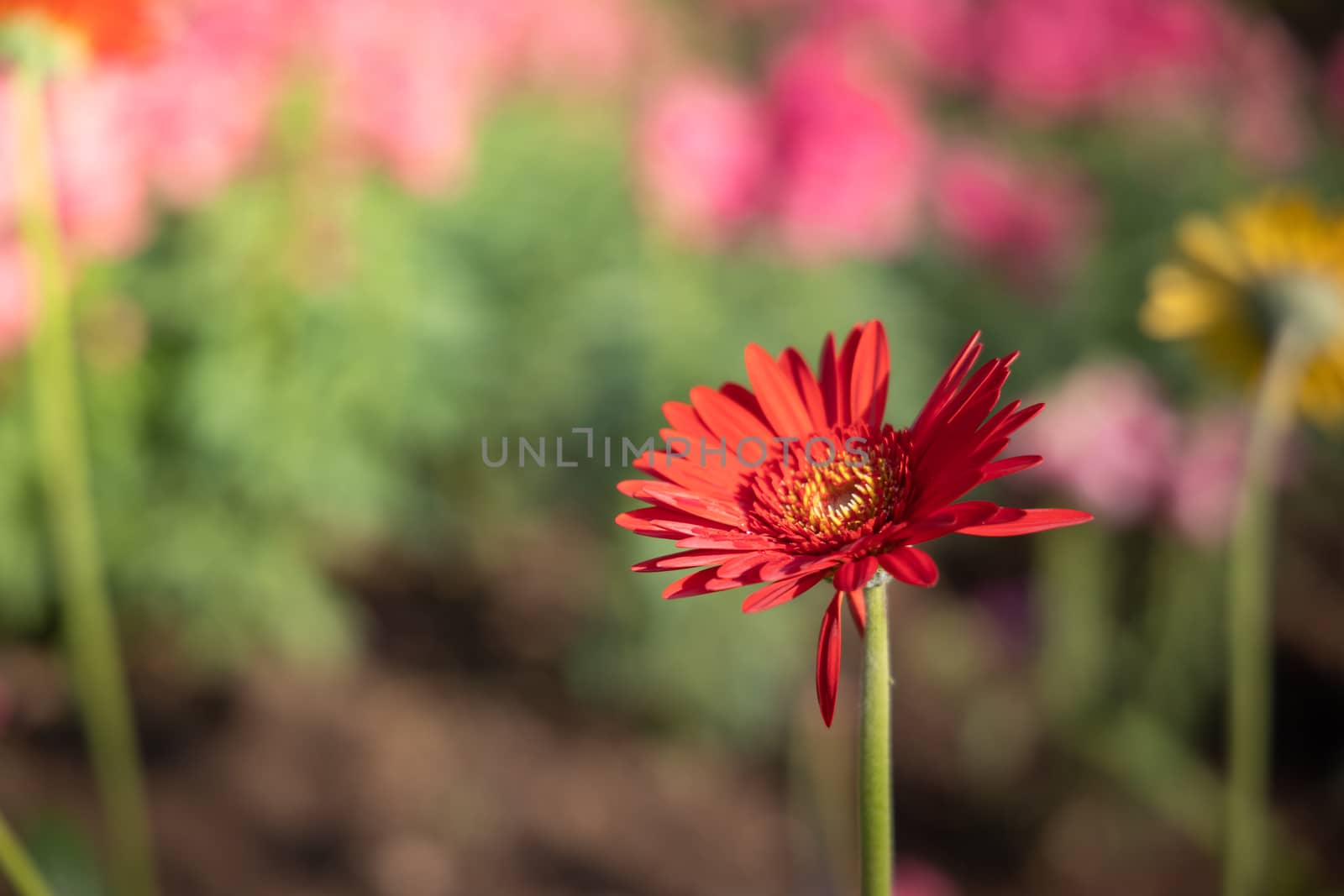 The background image of the colorful flowers, background nature