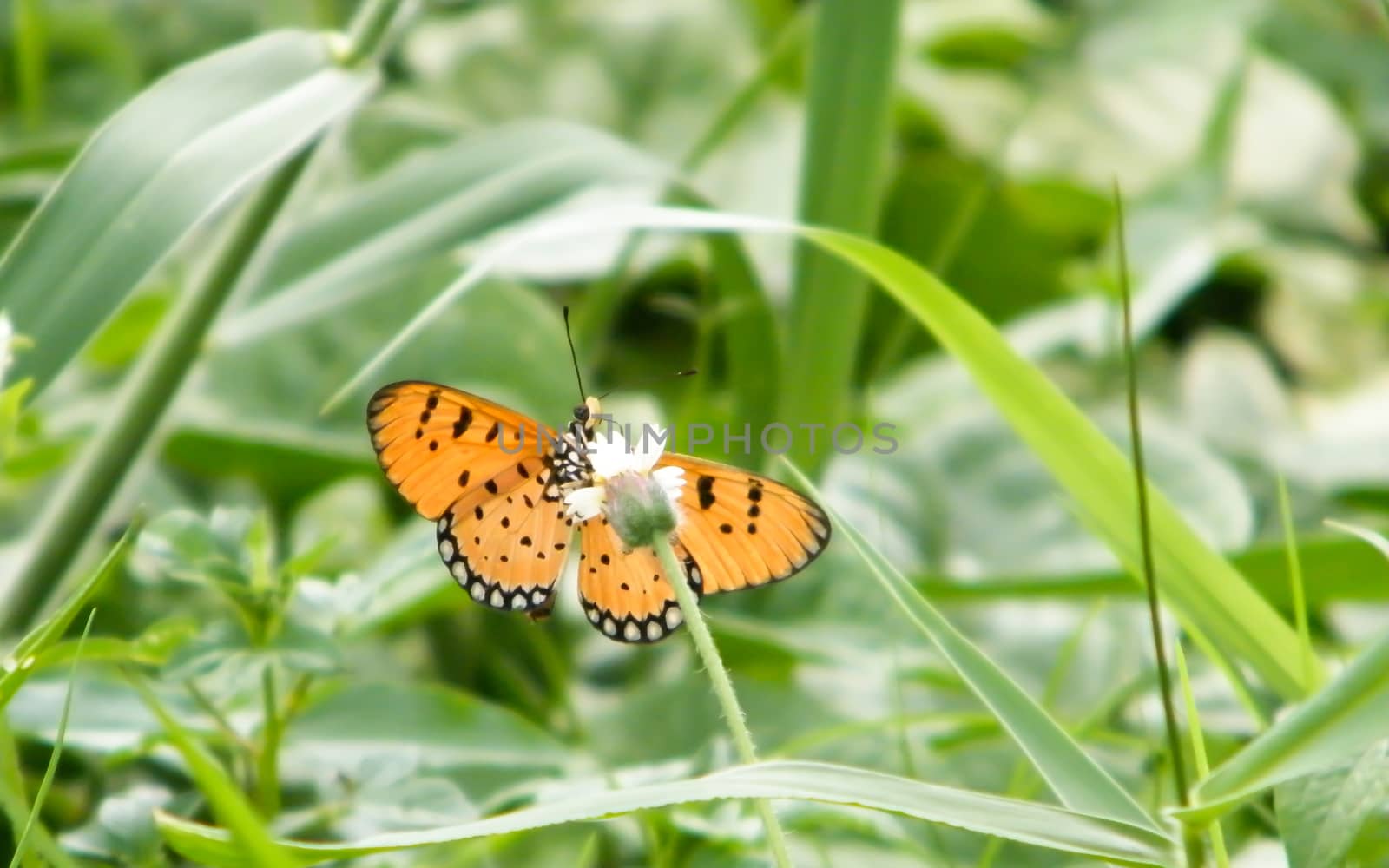 Moth Butterfly (Rhopalocera) Insect Animal on Green Plant Leaves. Nature Blooms.