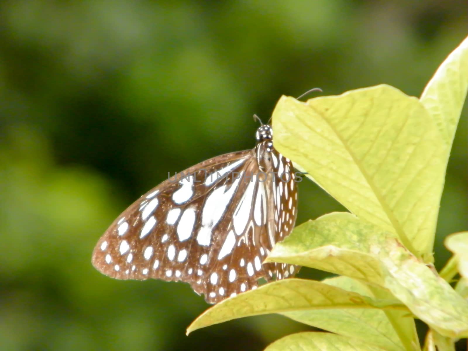 Moth Butterfly (Rhopalocera) Insect Animal on Green Plant Leaves. Nature Blooms.