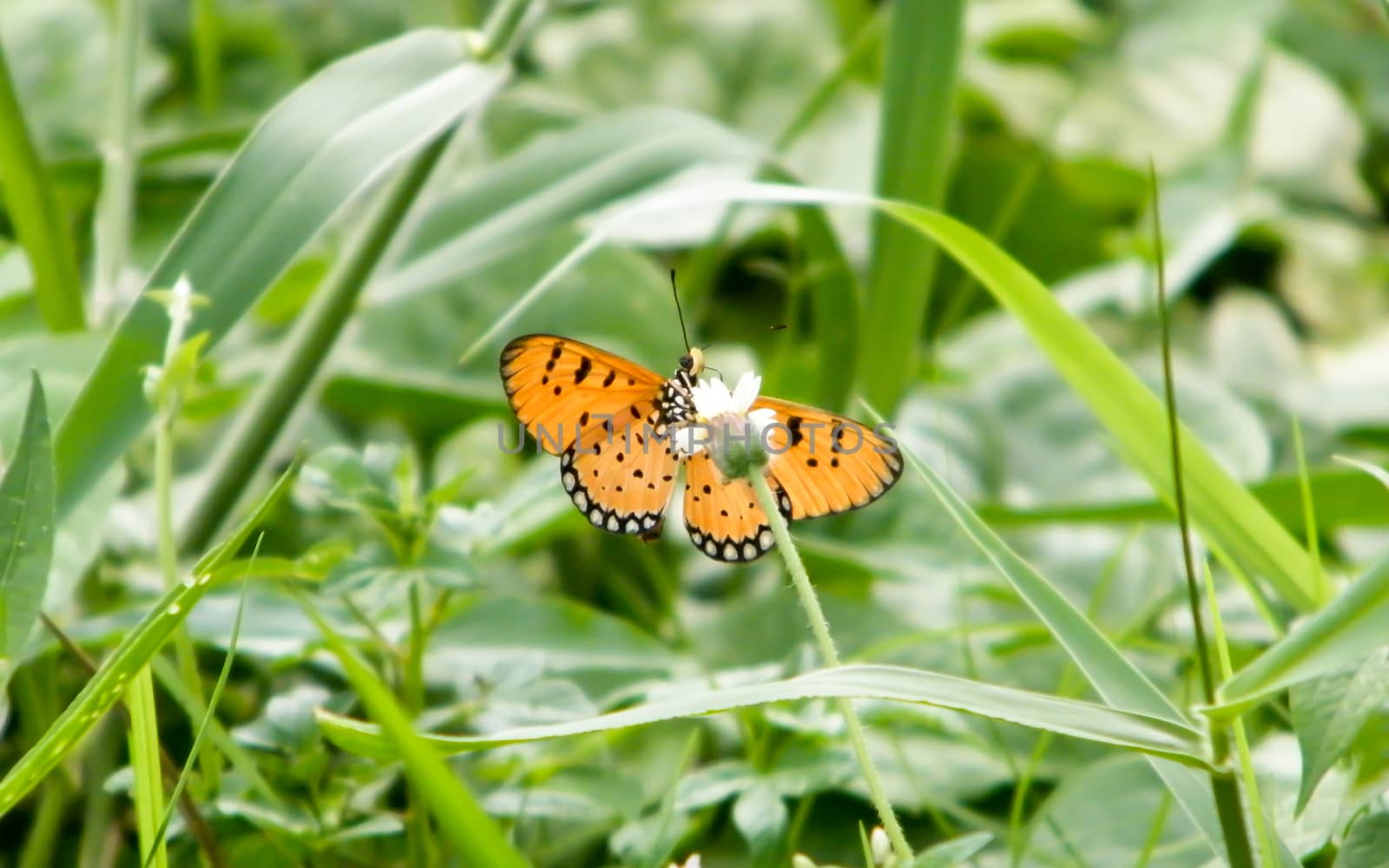 Moth Butterfly (Rhopalocera) Insect Animal on Green Plant Leaves. Nature Blooms.