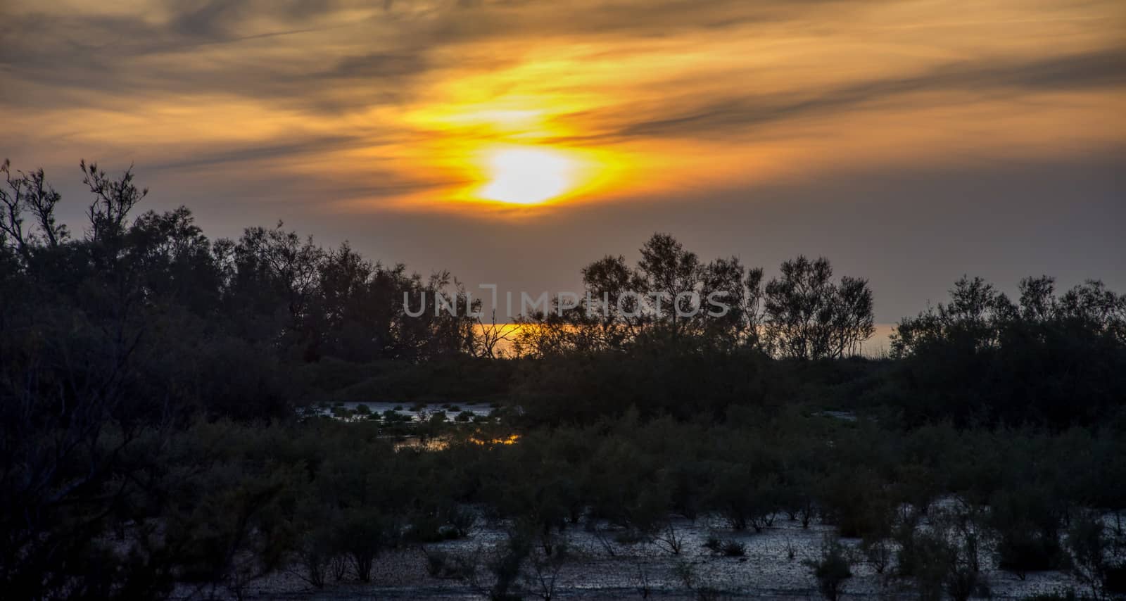 landscape of Camargues in the south of France. Ornithological nature reserve