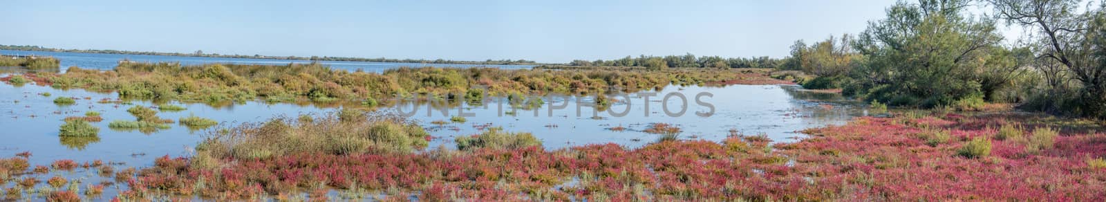 landscape of Camargues in the south of France. Ornithological nature reserve