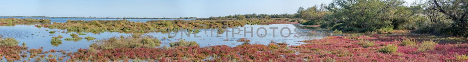 landscape of Camargues in the south of France. Ornithological nature reserve