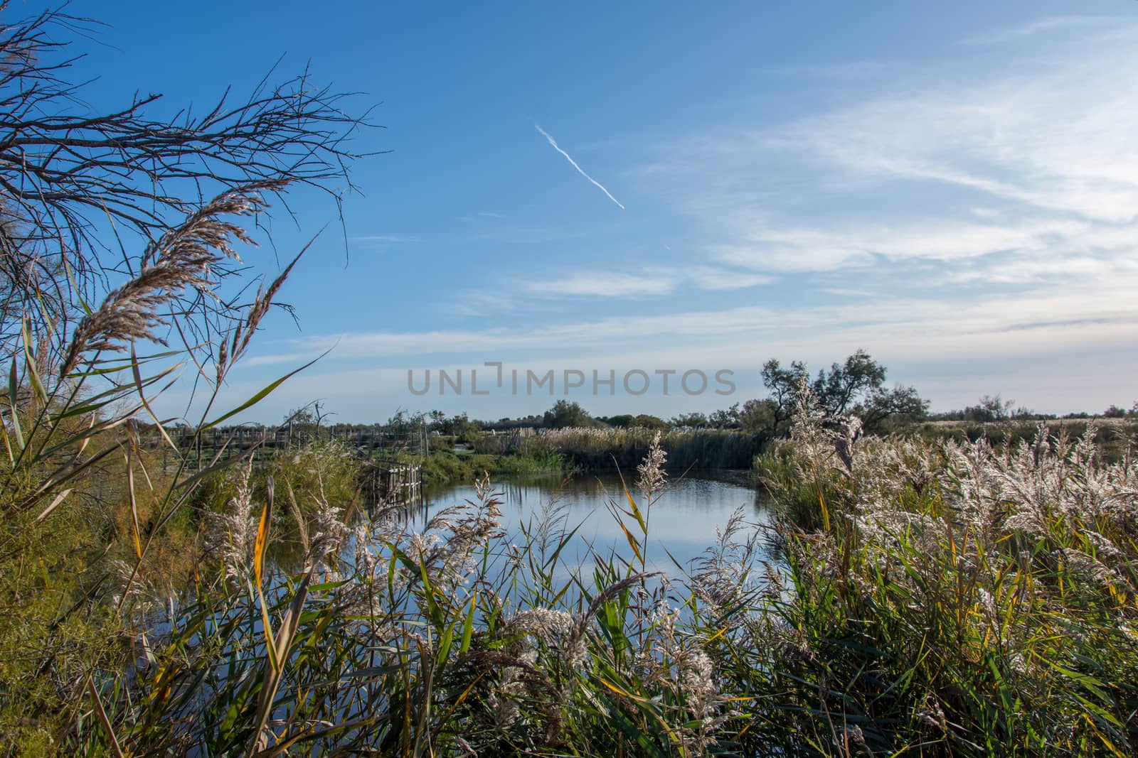 landscape of Camargues in the south of France by shovag