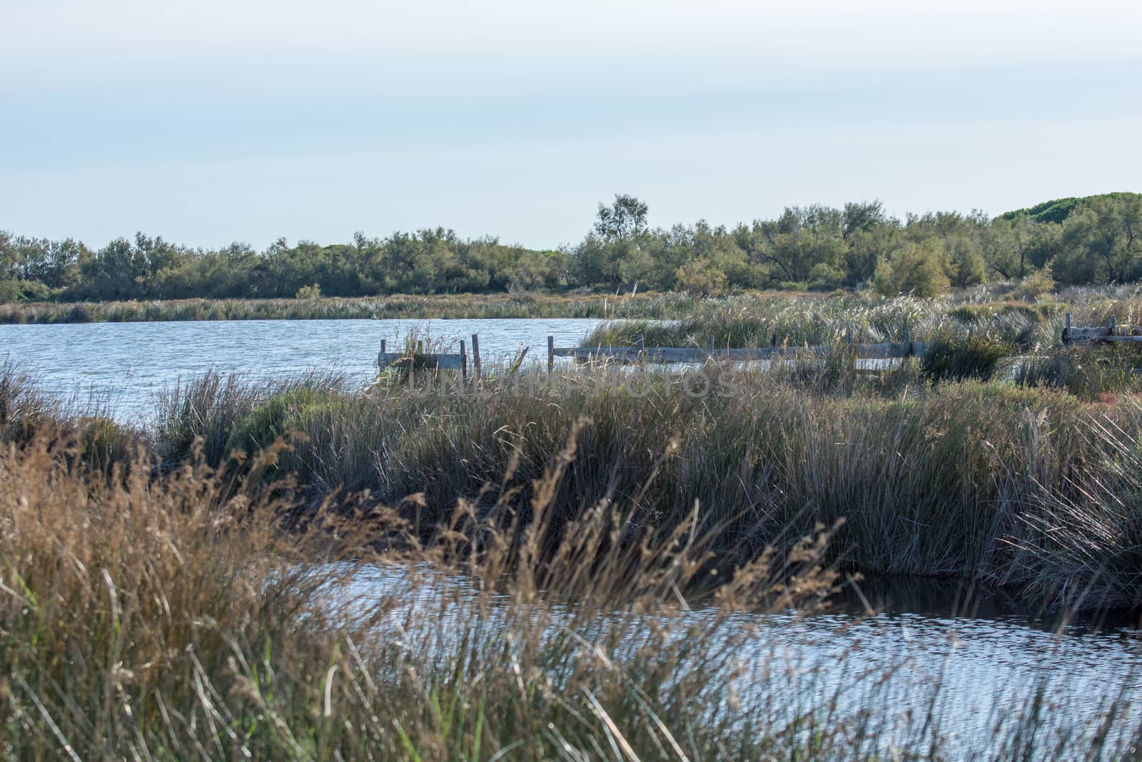 landscape of Camargues in the south of France. Ornithological nature reserve