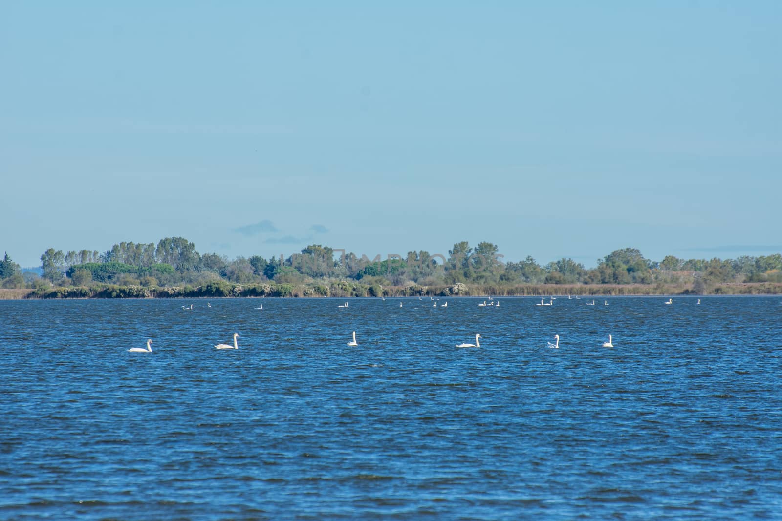 landscape of Camargues in the south of France. Ornithological nature reserve