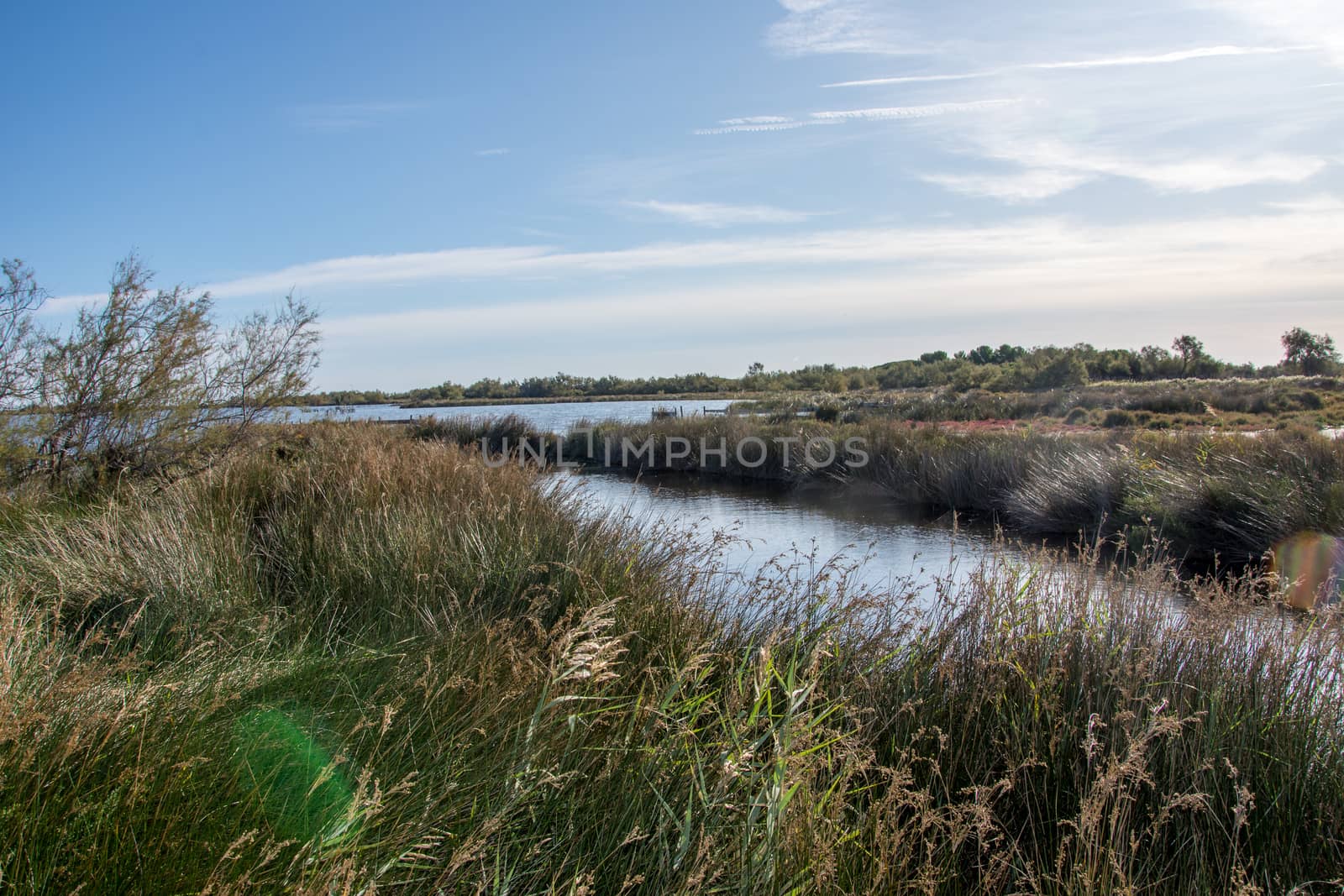 landscape of Camargues in the south of France by shovag