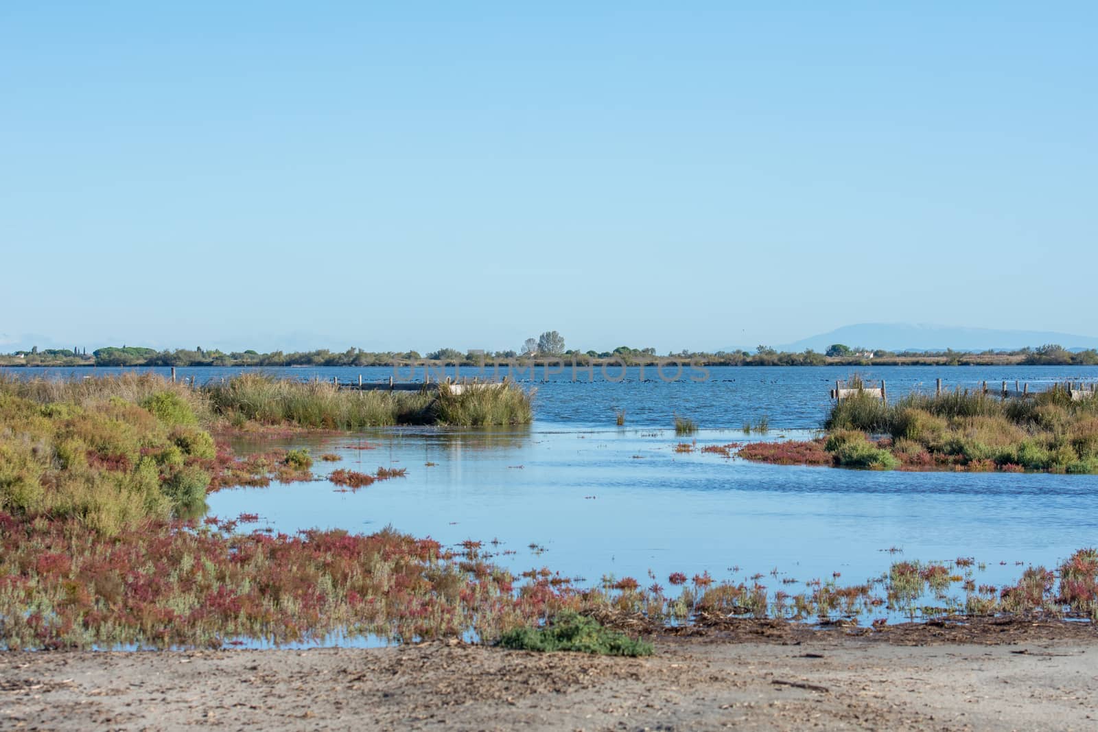 landscape of Camargues in the south of France. Ornithological nature reserve