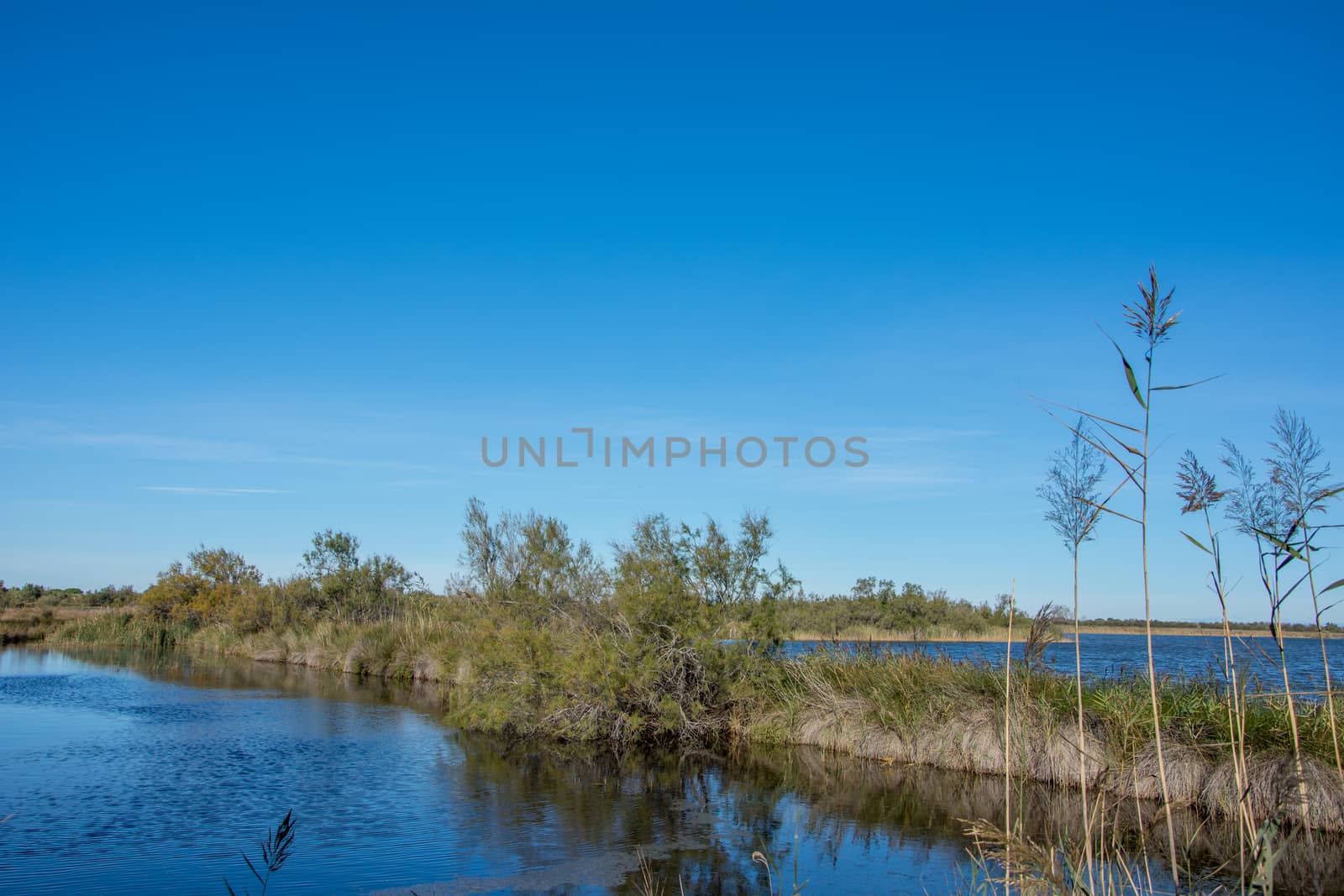 landscape of Camargues in the south of France. Ornithological nature reserve