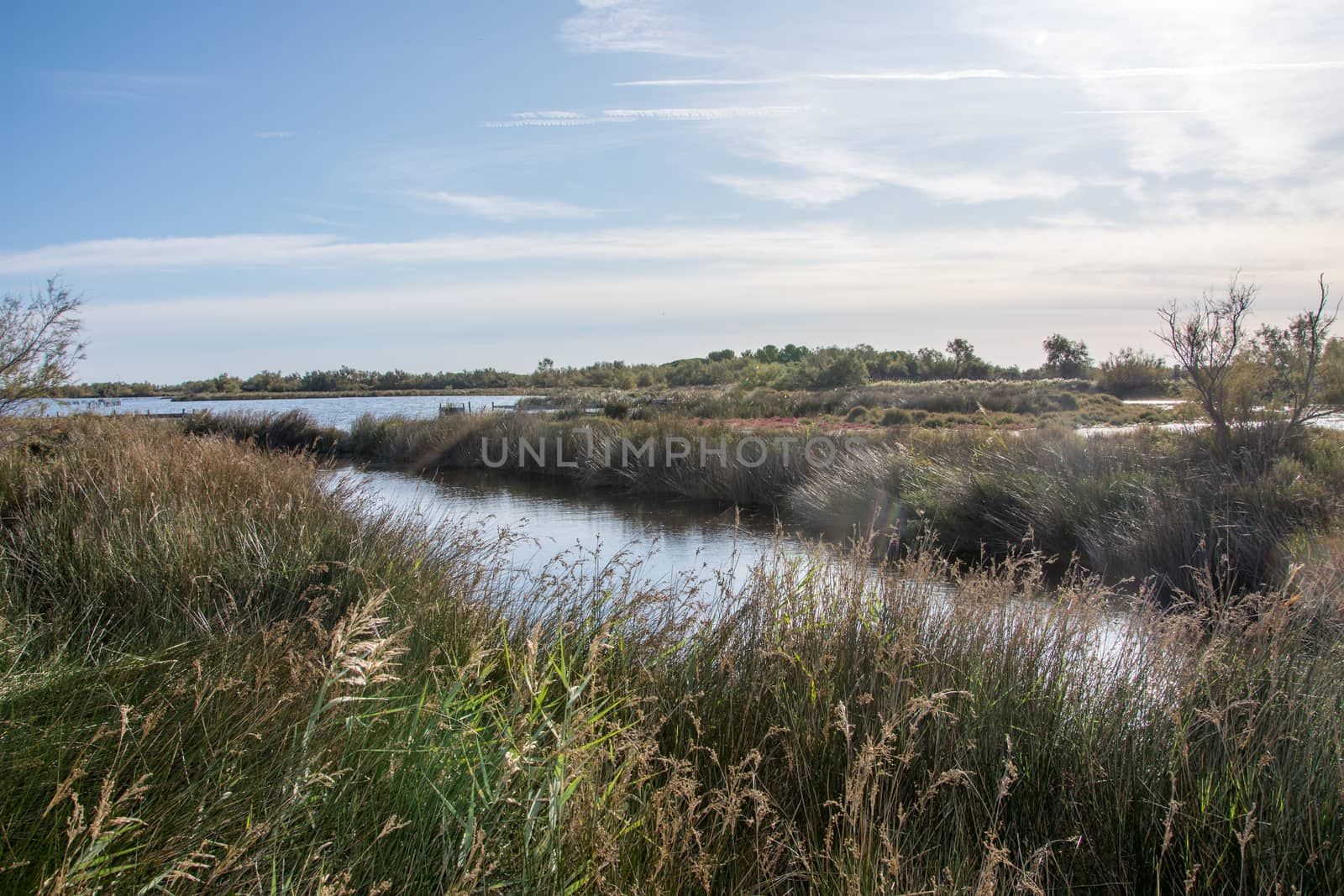 landscape of Camargues in the south of France. Ornithological nature reserve