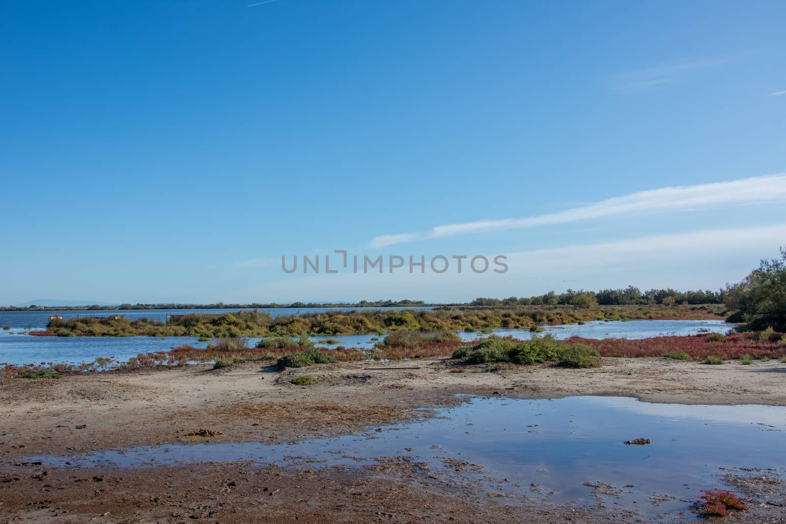 landscape of Camargues in the south of France. Ornithological nature reserve