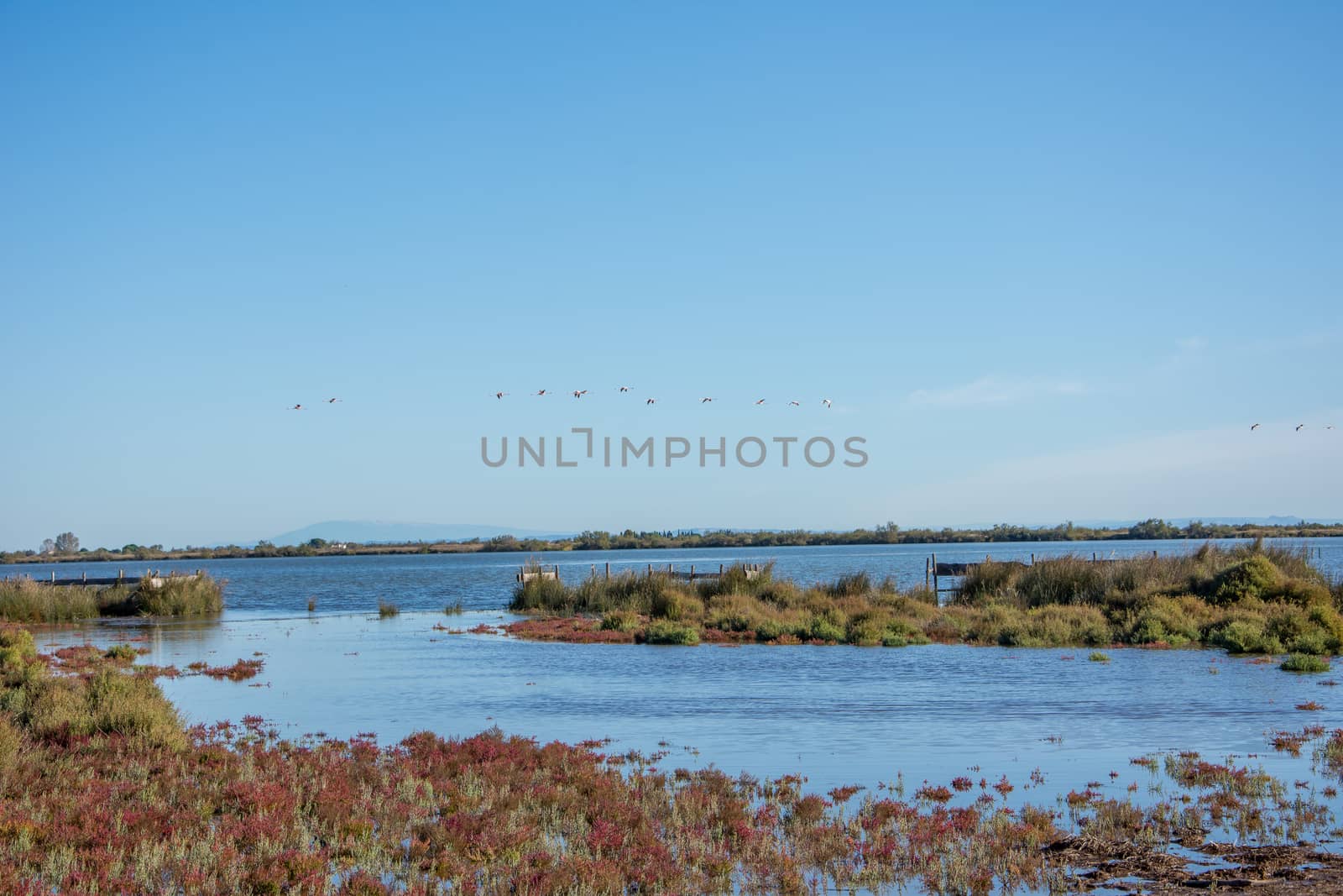 landscape of Camargues in the south of France. Ornithological nature reserve