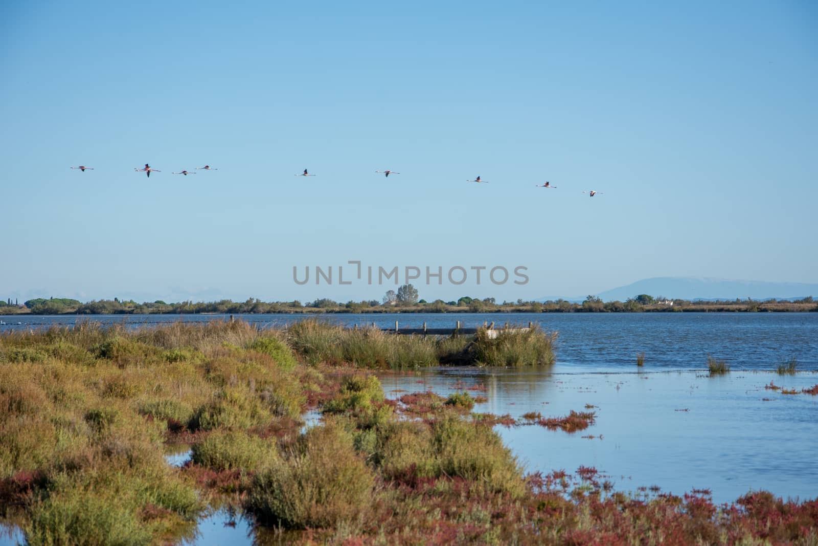 landscape of Camargues in the south of France by shovag