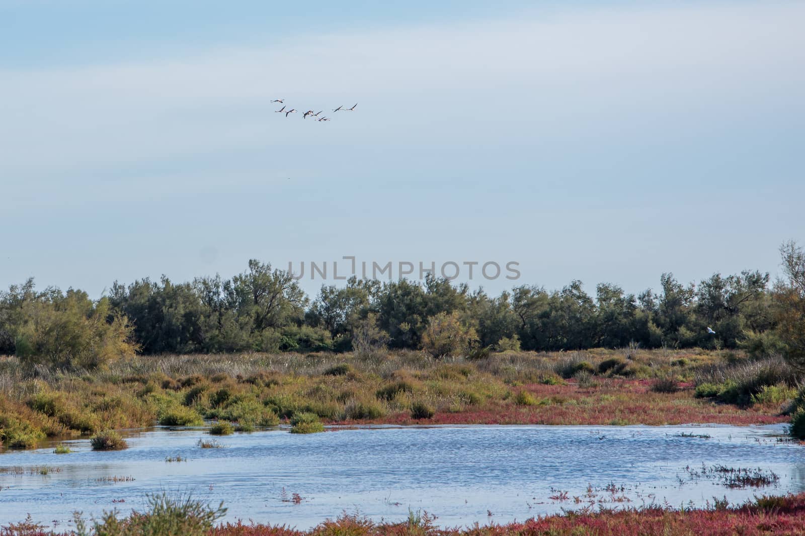 landscape of Camargues in the south of France. Ornithological nature reserve