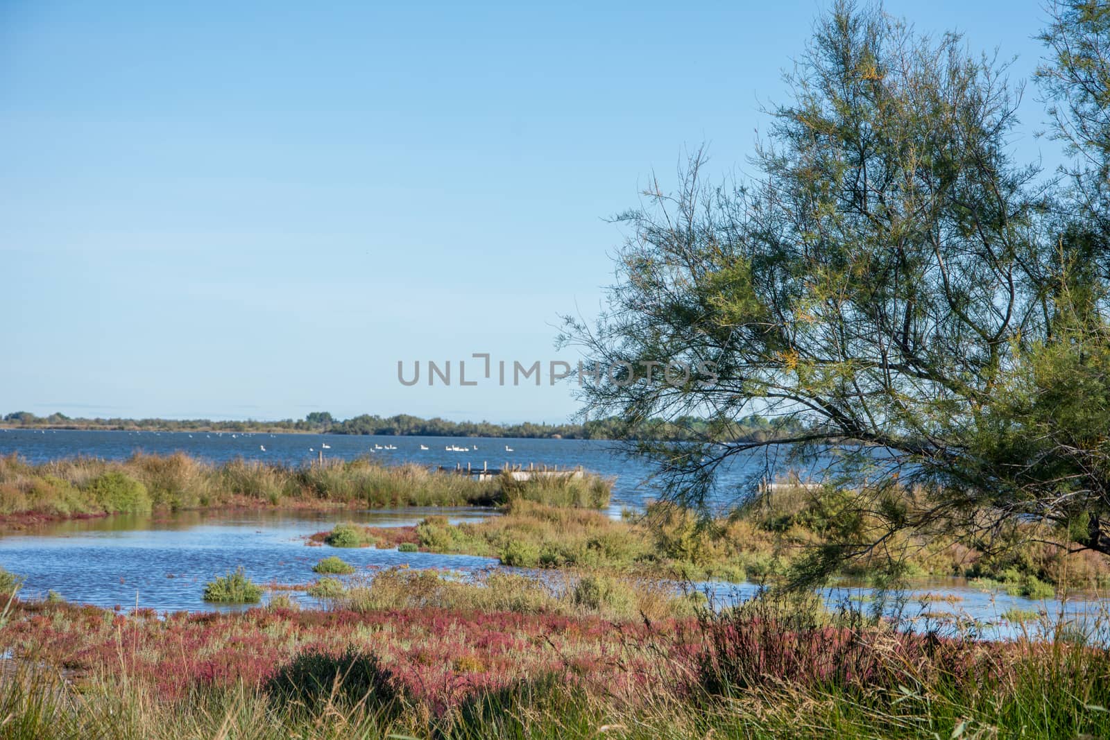 landscape of Camargues in the south of France. Ornithological nature reserve