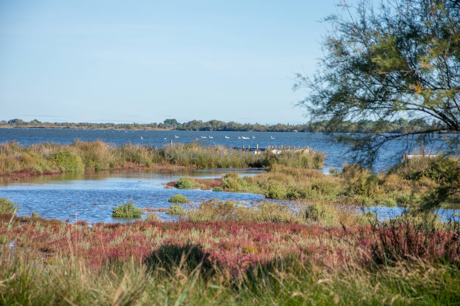 landscape of Camargues in the south of France. Ornithological nature reserve