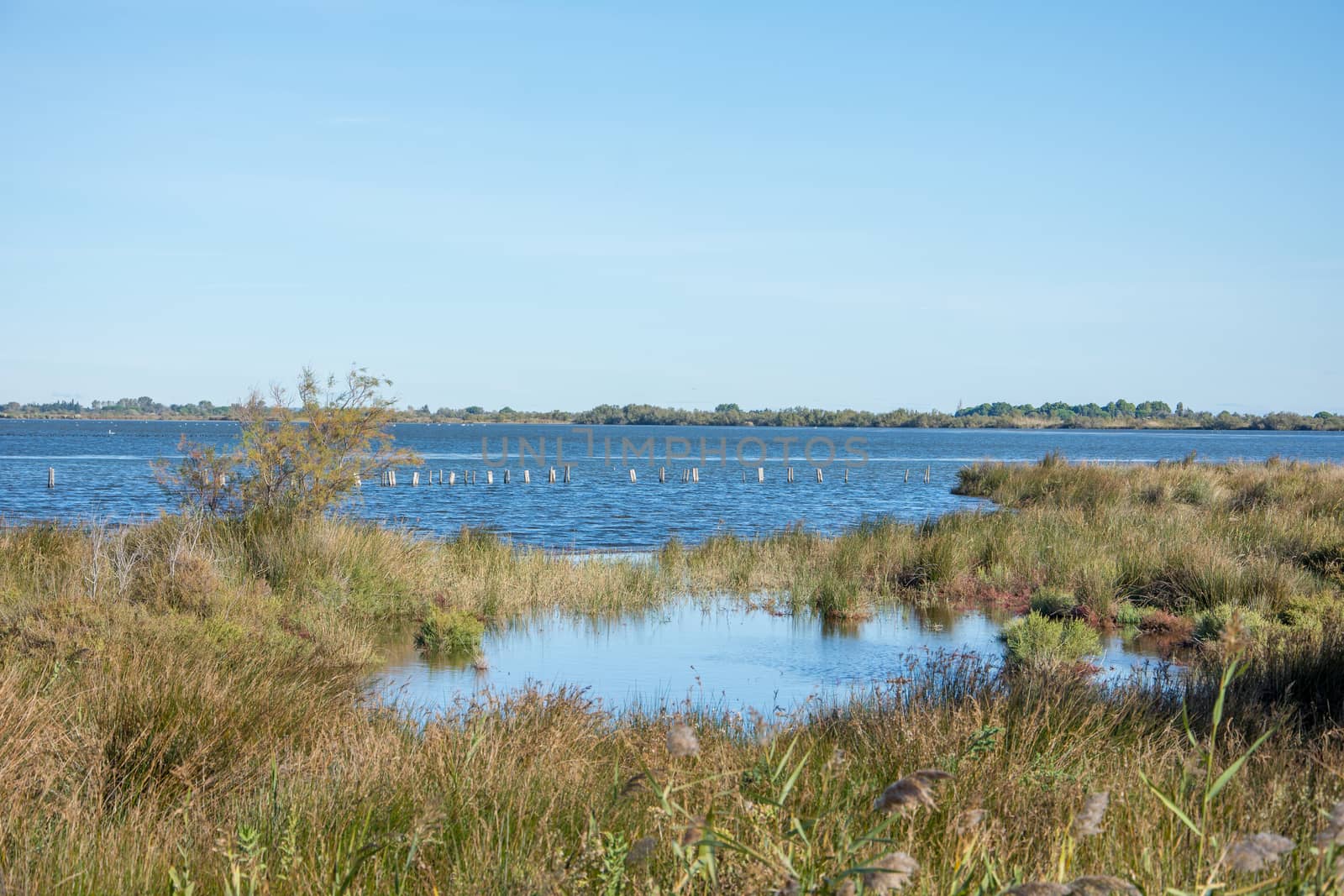 landscape of Camargues in the south of France. Ornithological nature reserve