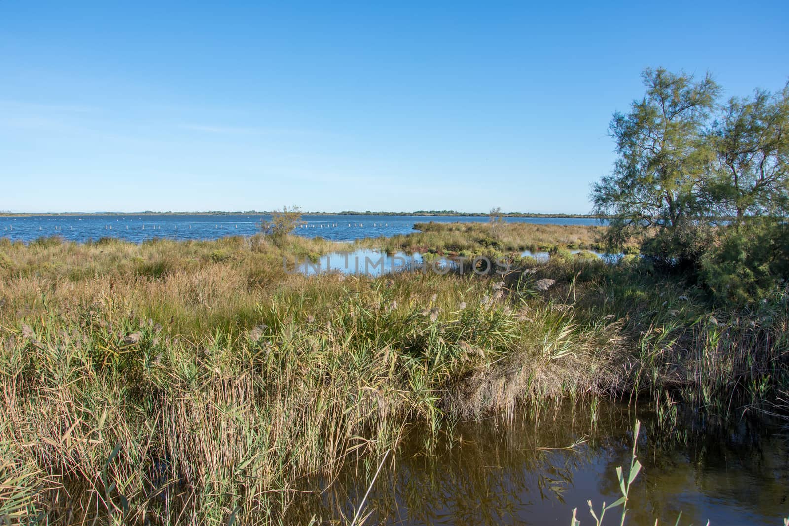 landscape of Camargues in the south of France. Ornithological nature reserve