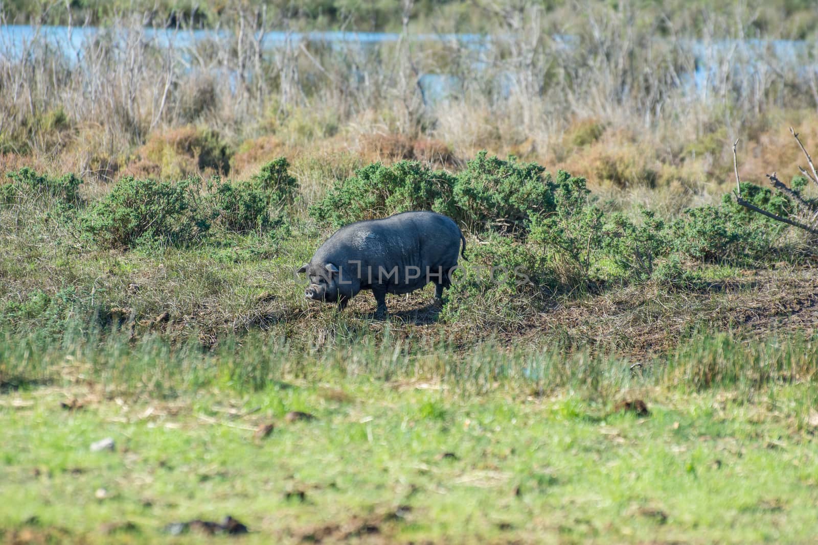 landscape of Camargues in the south of France. Ornithological nature reserve