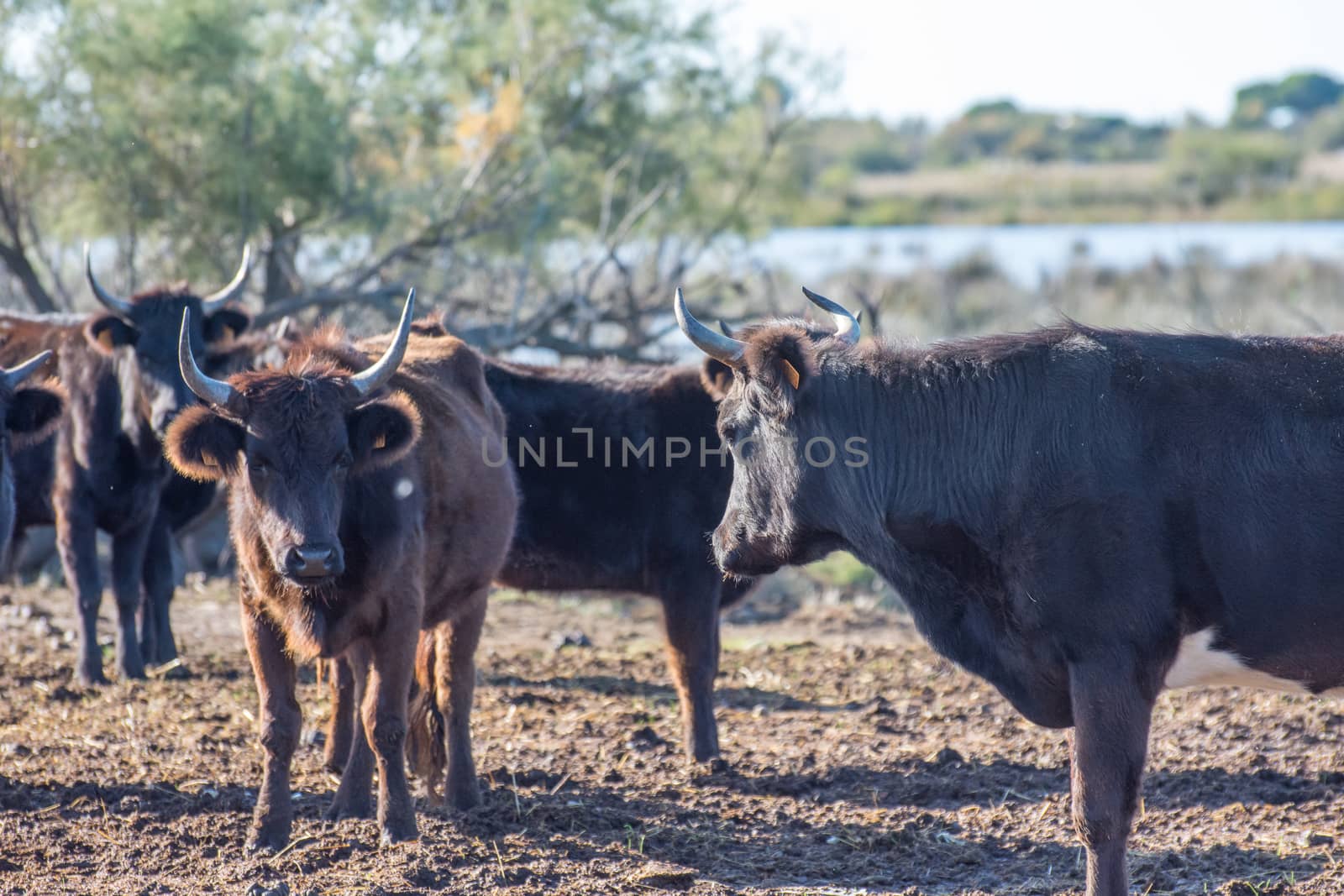 landscape of Camargues in the south of France. Ornithological nature reserve