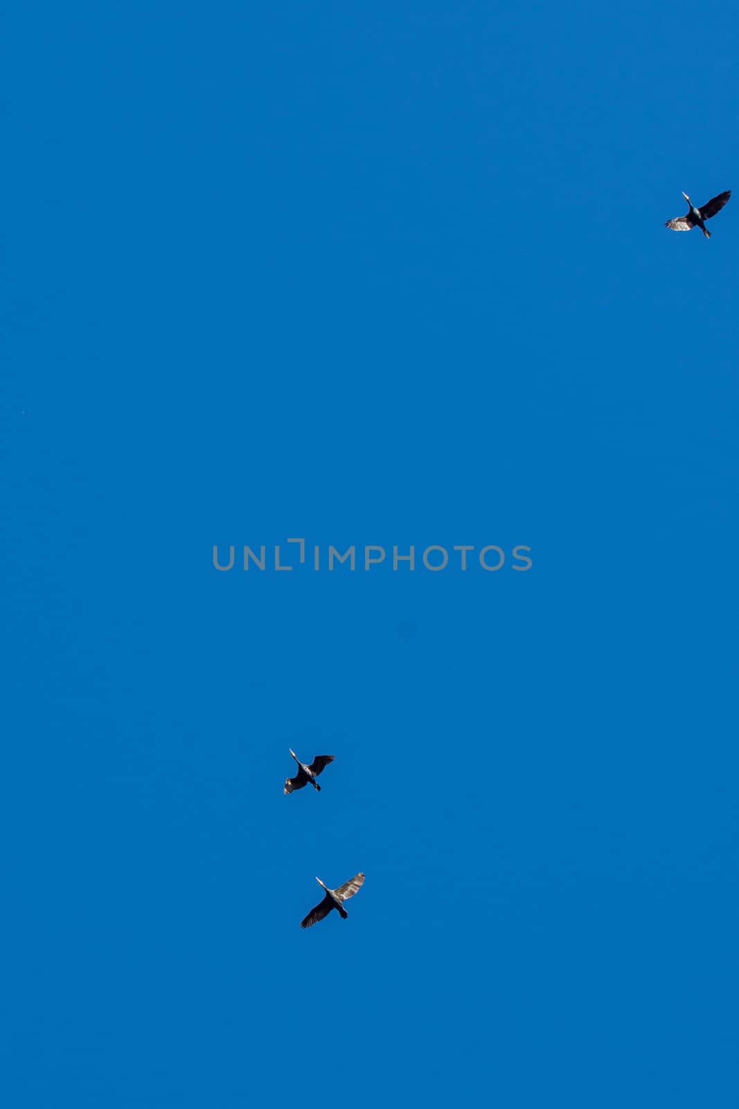landscape of Camargues in the south of France. Ornithological nature reserve