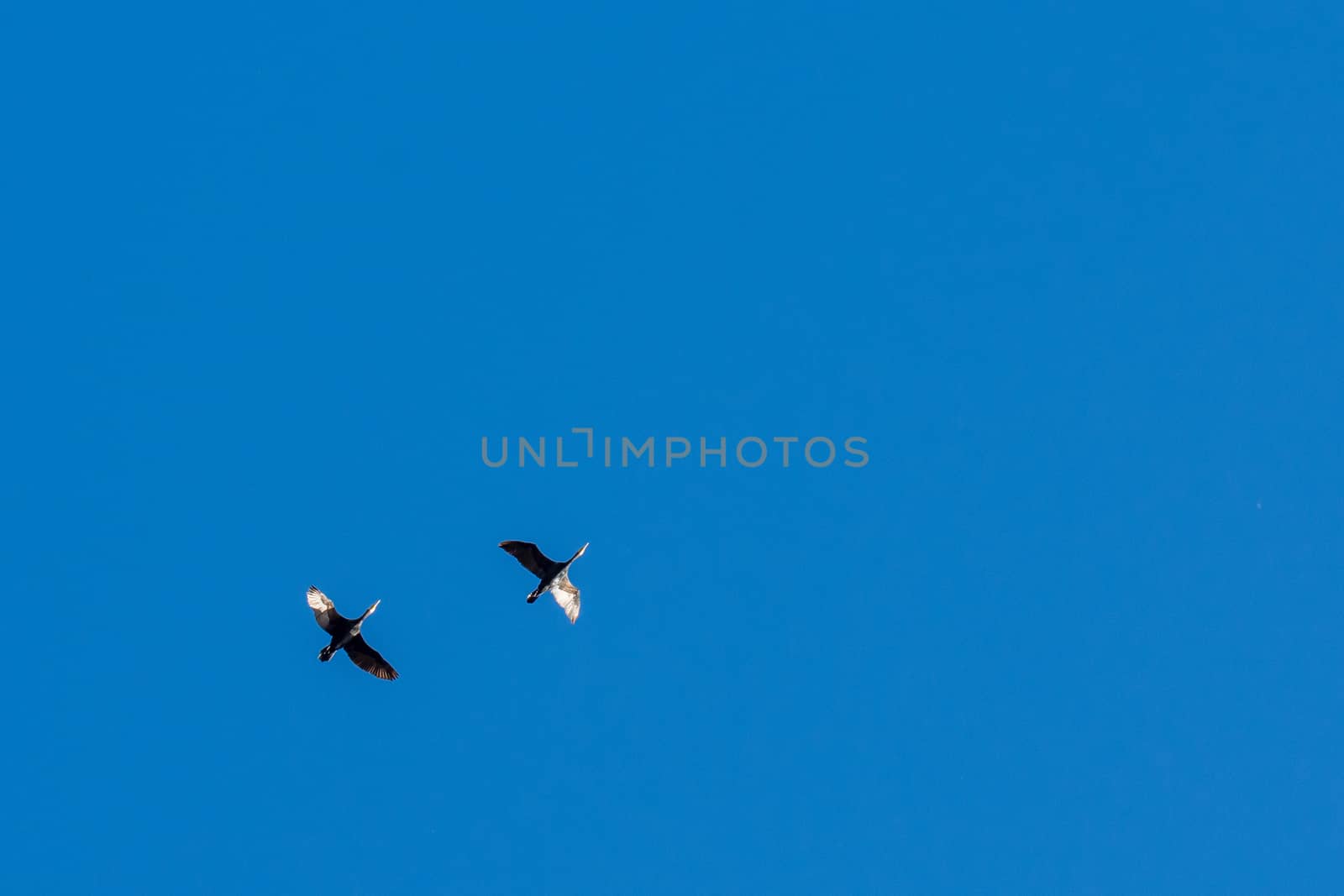 landscape of Camargues in the south of France. Ornithological nature reserve