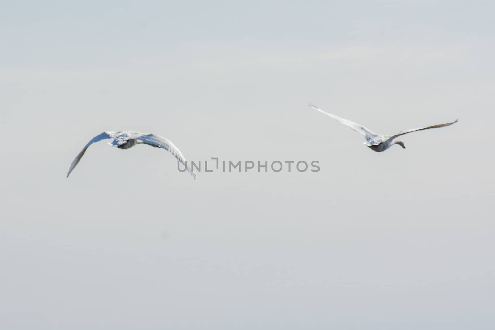 landscape of Camargues in the south of France. Ornithological nature reserve