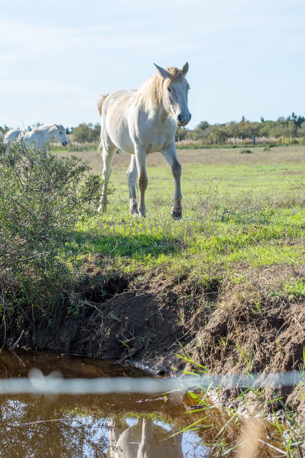 landscape of Camargues in the south of France. Ornithological nature reserve