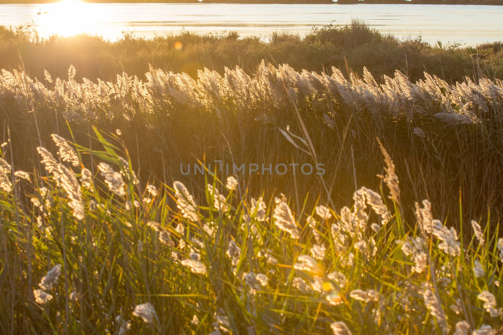 landscape of Camargues in the south of France. Ornithological nature reserve