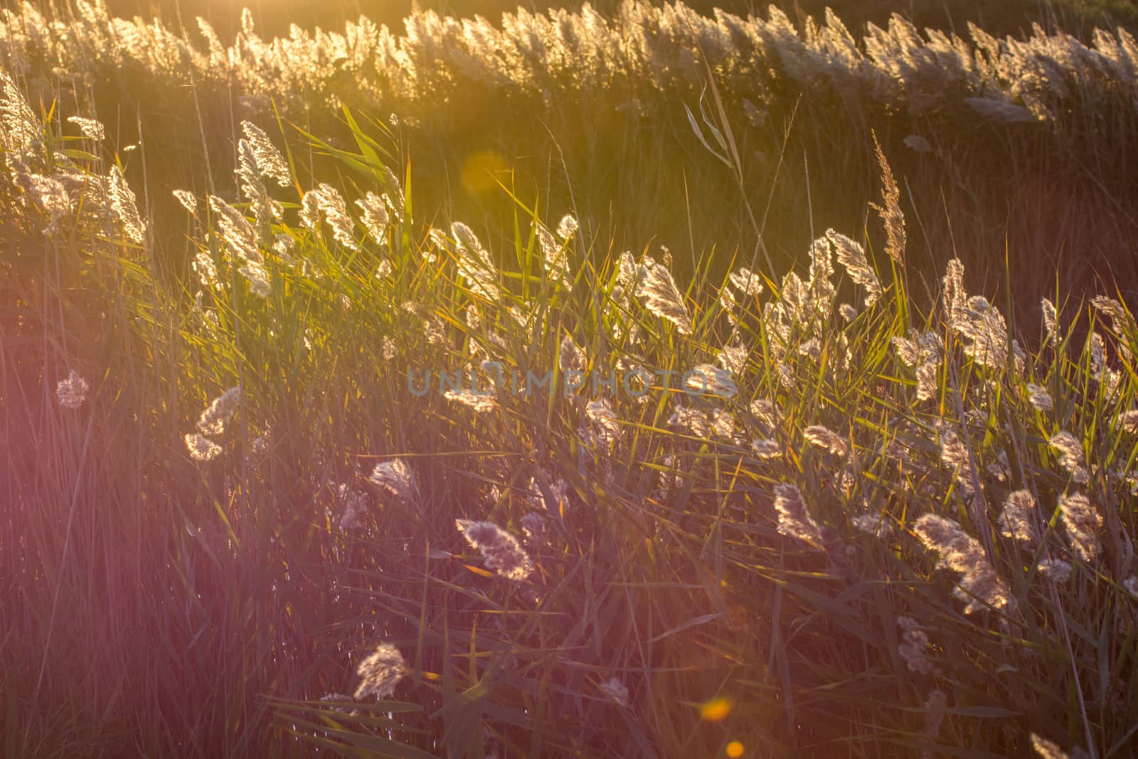 landscape of Camargues in the south of France by shovag