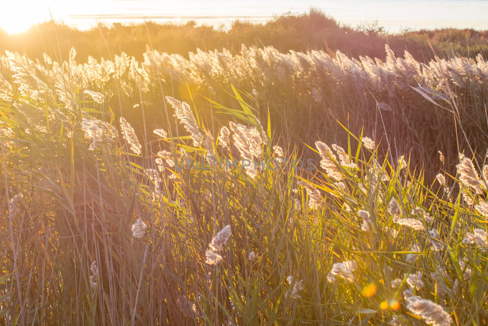 landscape of Camargues in the south of France. Ornithological nature reserve