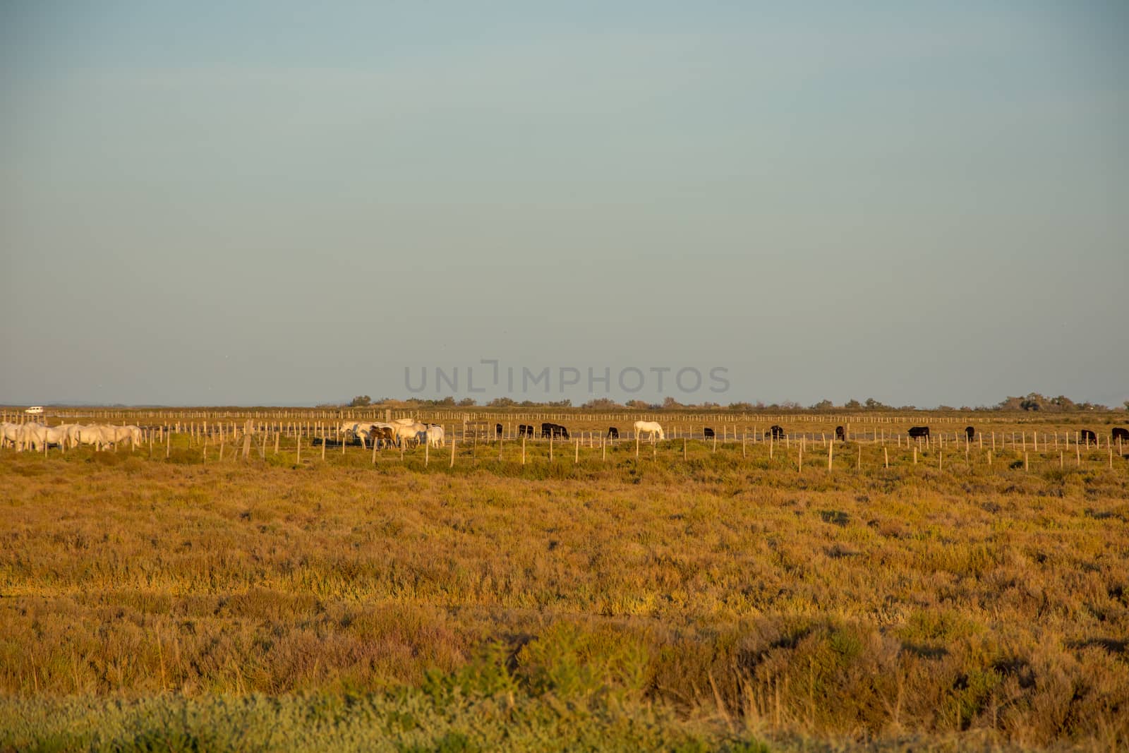 landscape of Camargues in the south of France. Ornithological nature reserve