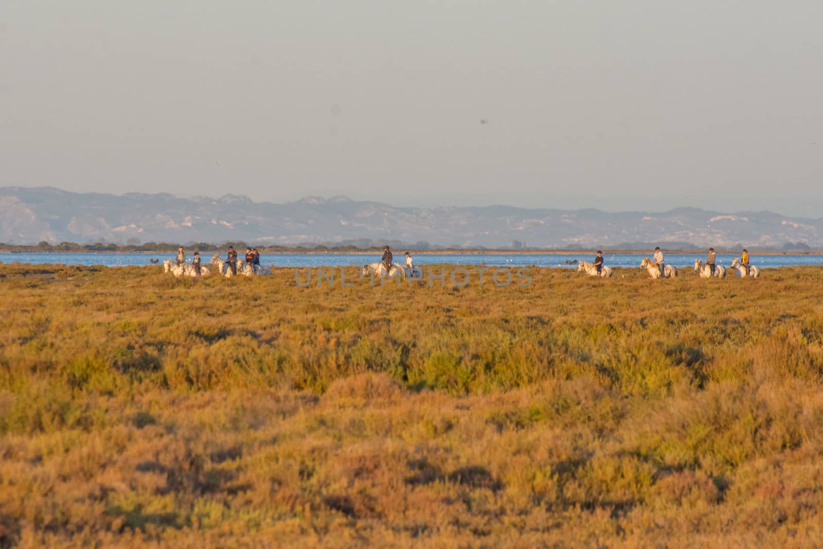 landscape of Camargues in the south of France by shovag