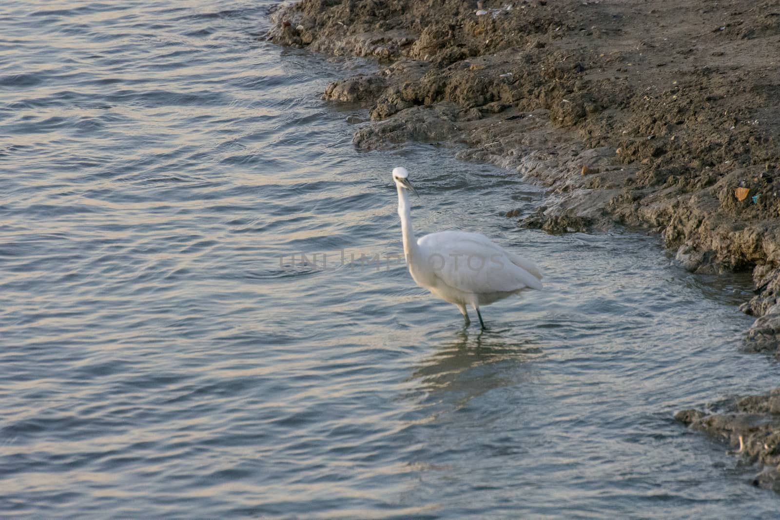 landscape of Camargues in the south of France. Ornithological nature reserve