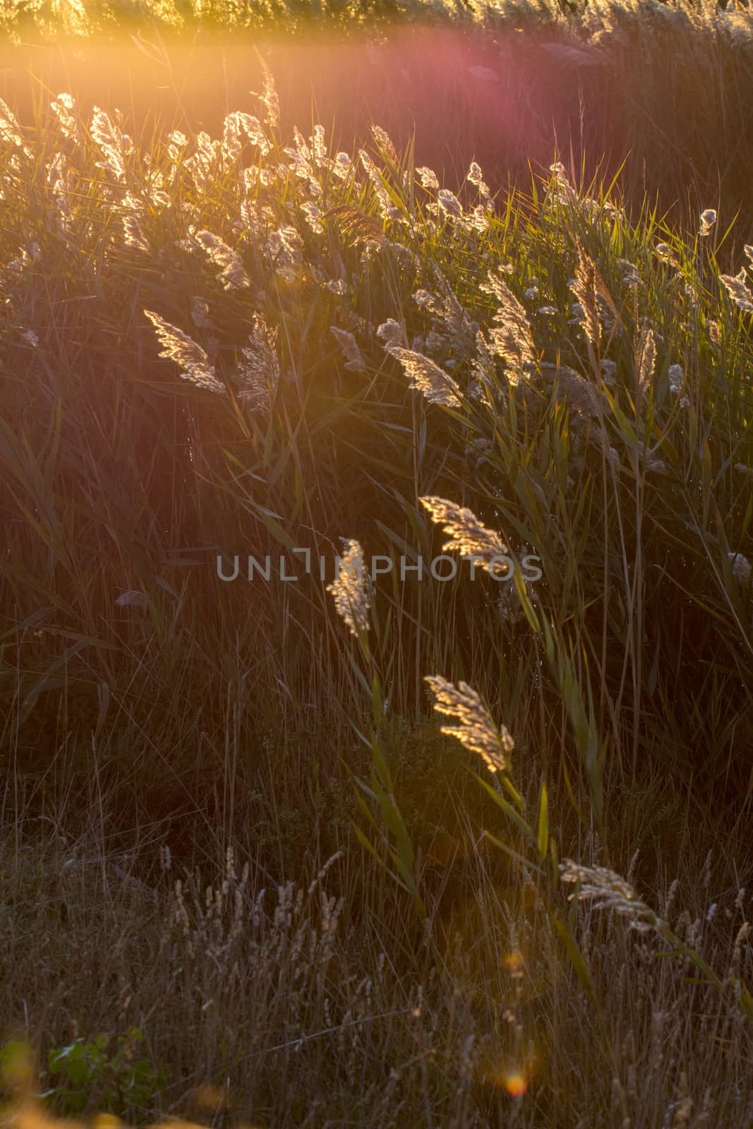 landscape of Camargues in the south of France. Ornithological nature reserve