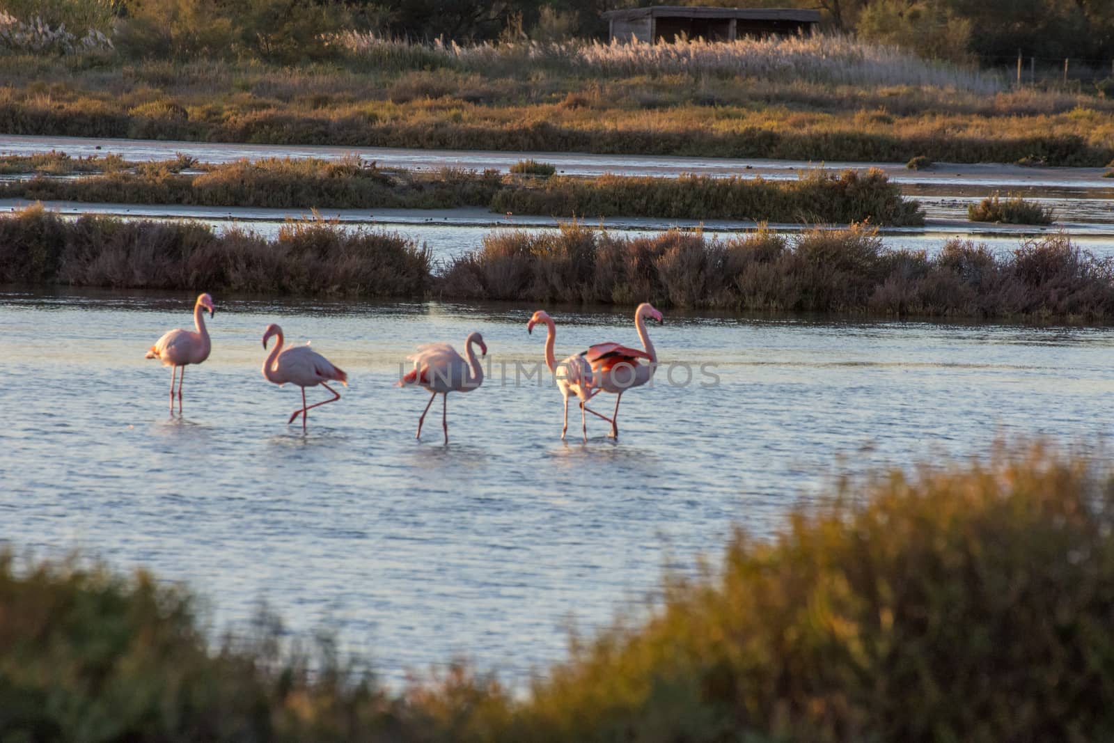 landscape of Camargues in the south of France. Ornithological nature reserve