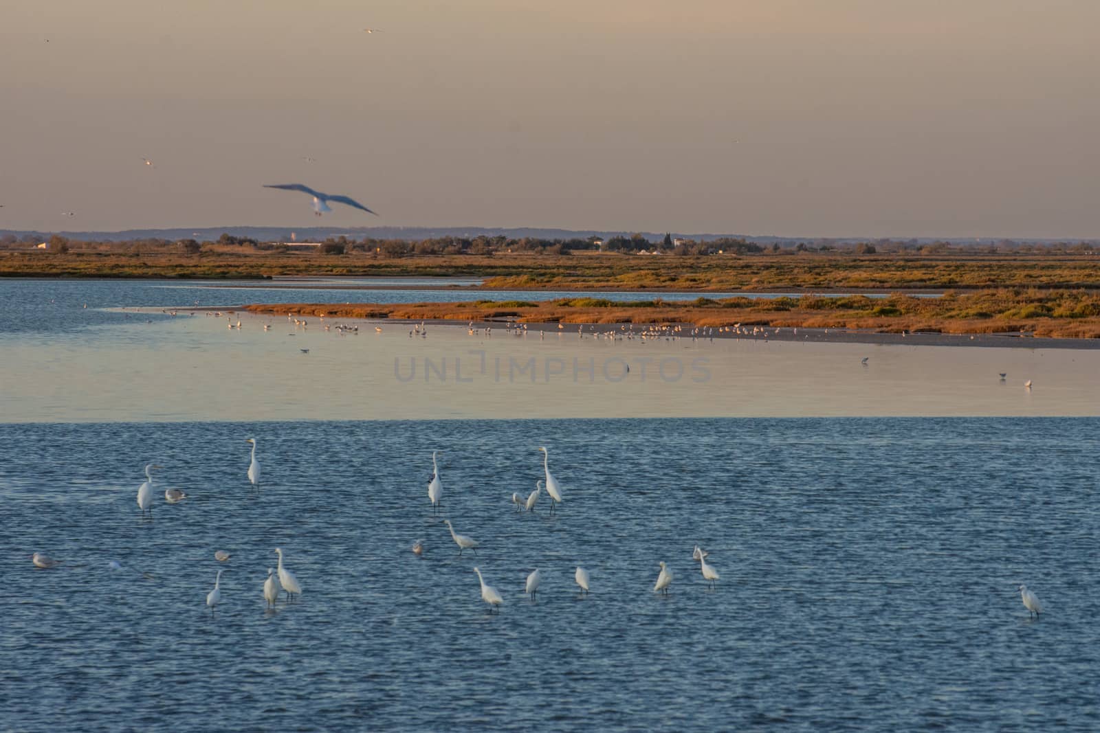 landscape of Camargues in the south of France. Ornithological nature reserve