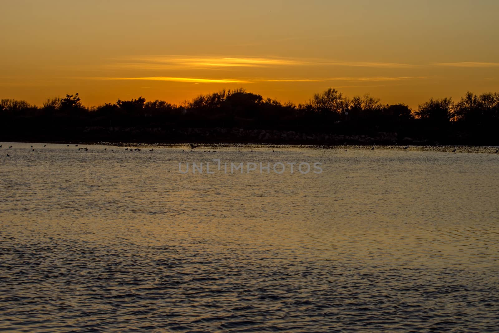 landscape of Camargues in the south of France. Ornithological nature reserve