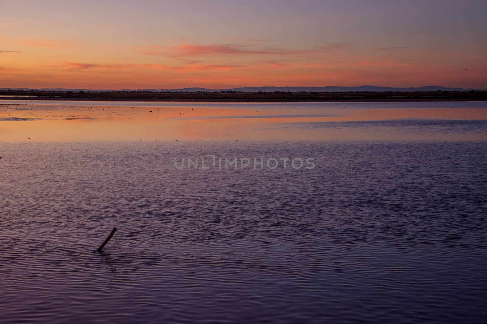 landscape of Camargues in the south of France. Ornithological nature reserve