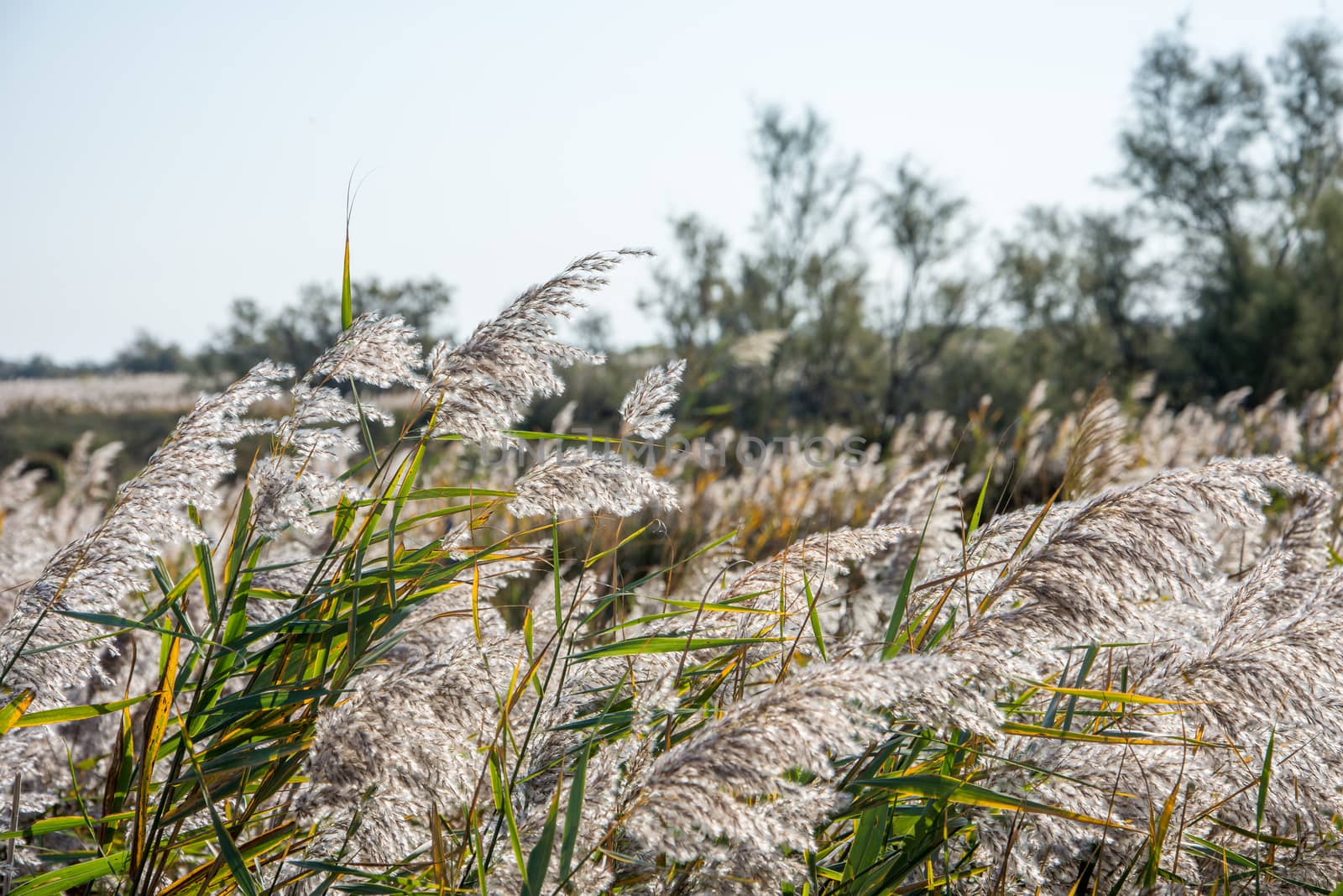 landscape of Camargues in the south of France. Ornithological nature reserve