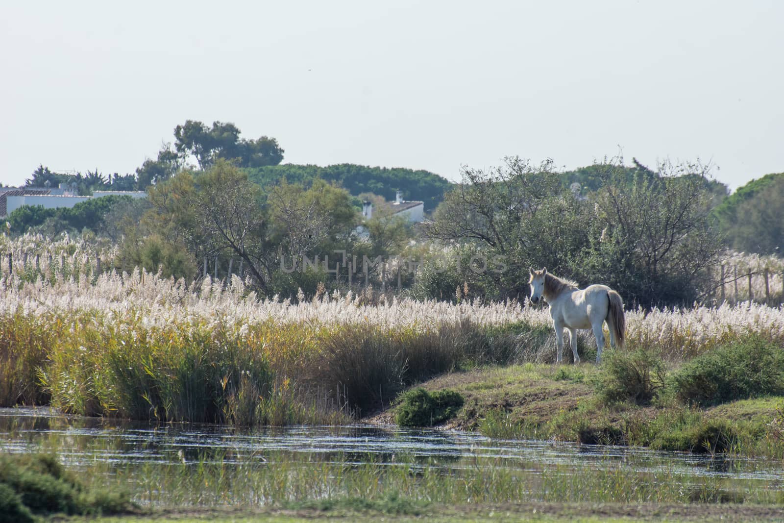 landscape of Camargues in the south of France by shovag