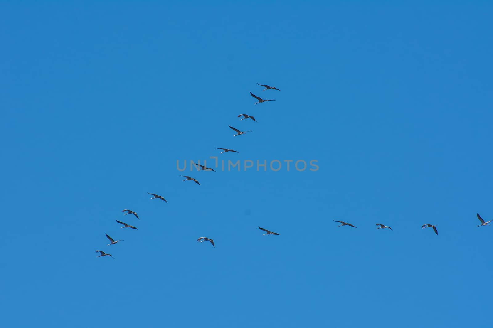 landscape of Camargues in the south of France. Ornithological nature reserve