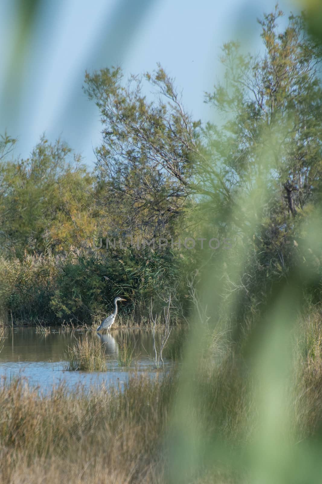 landscape of Camargues in the south of France. Ornithological nature reserve