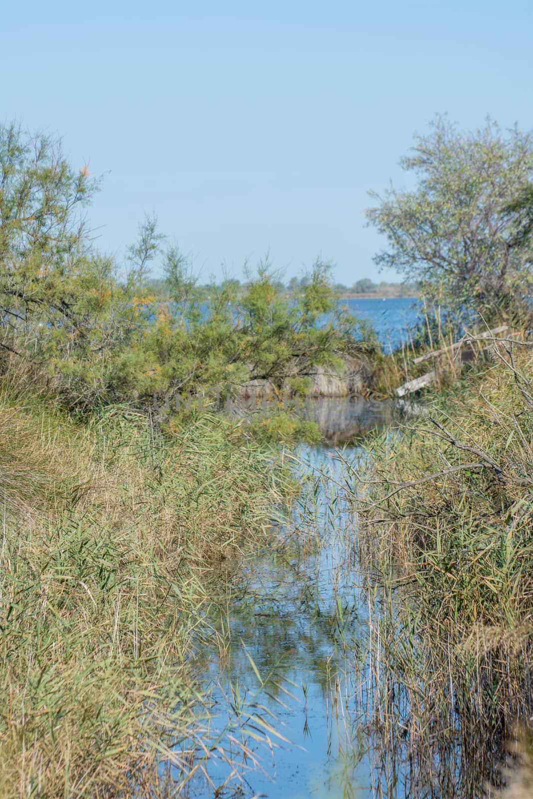 landscape of Camargues in the south of France. Ornithological nature reserve