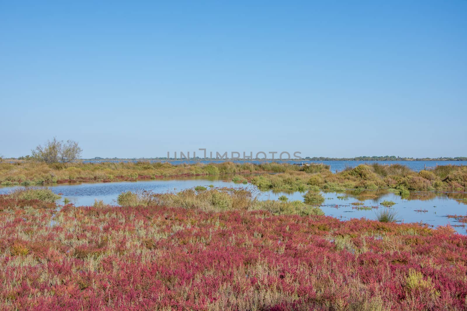 landscape of Camargues in the south of France. Ornithological nature reserve