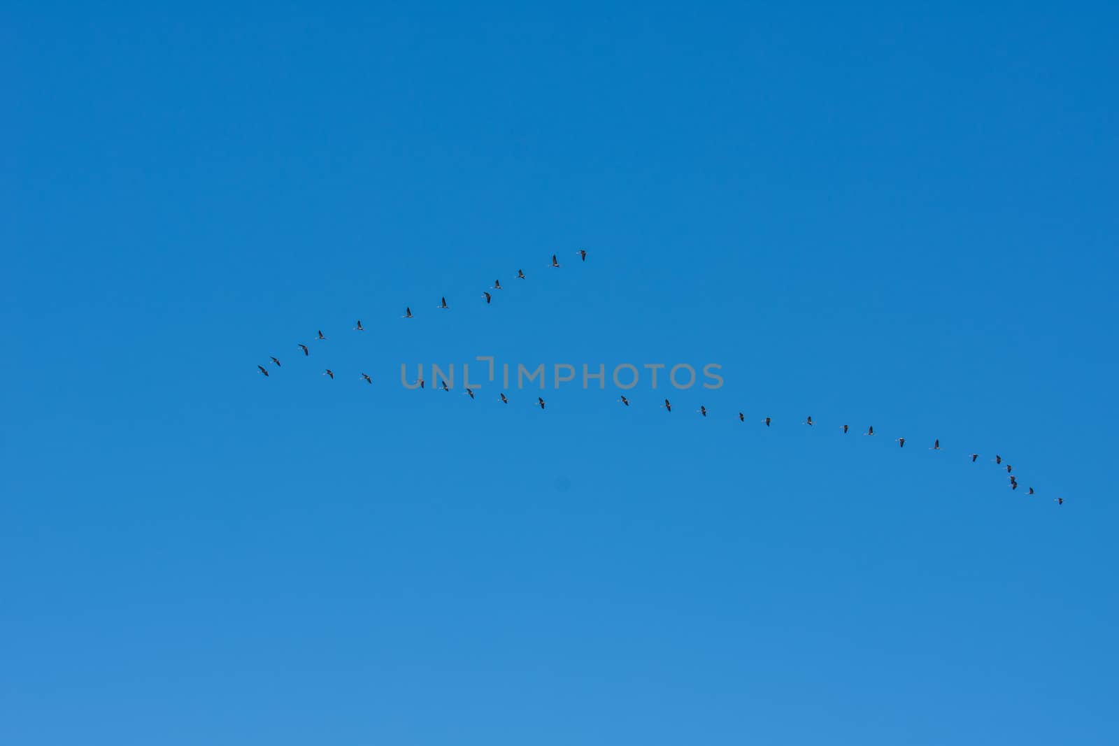 landscape of Camargues in the south of France. Ornithological nature reserve