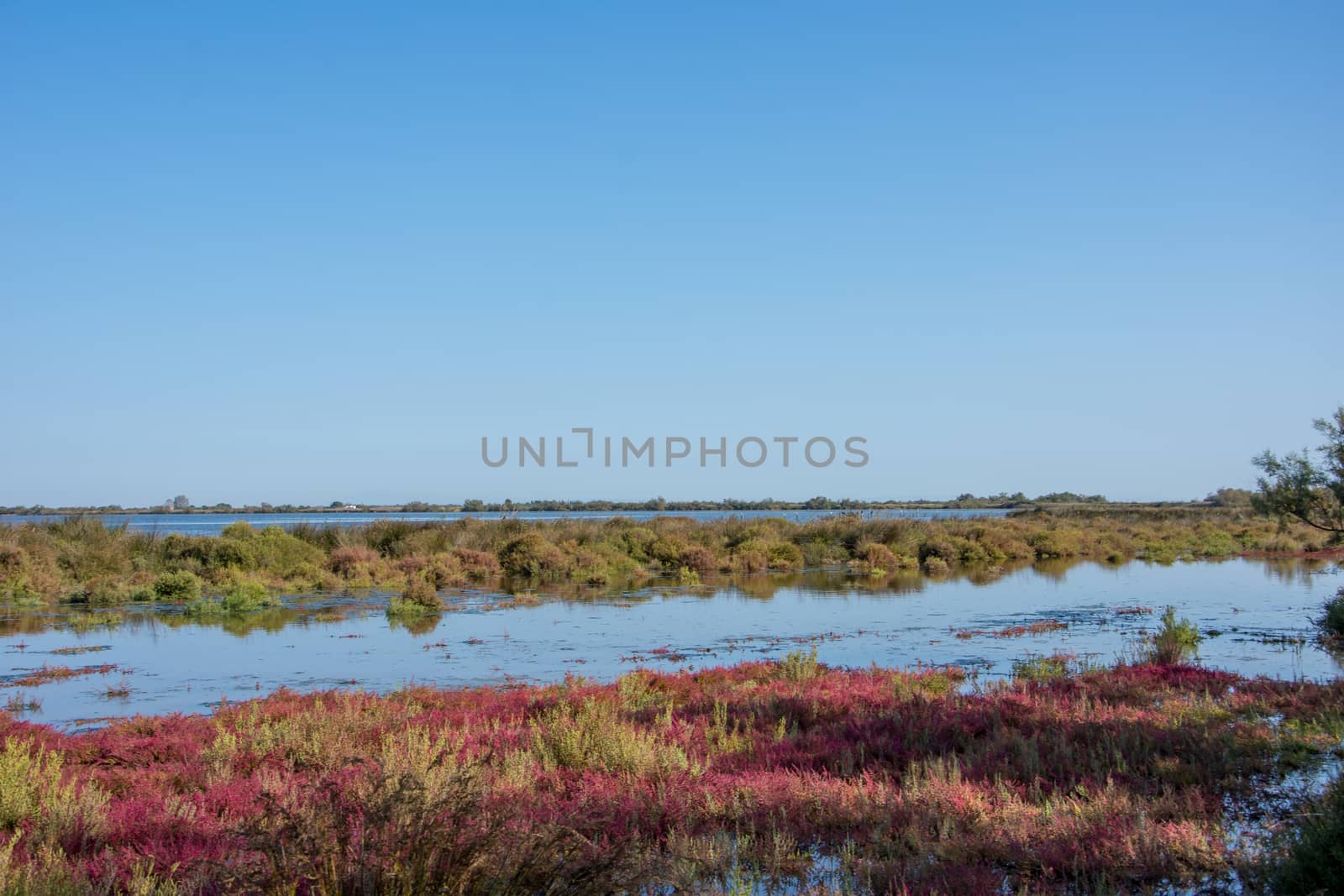 landscape of Camargues in the south of France by shovag