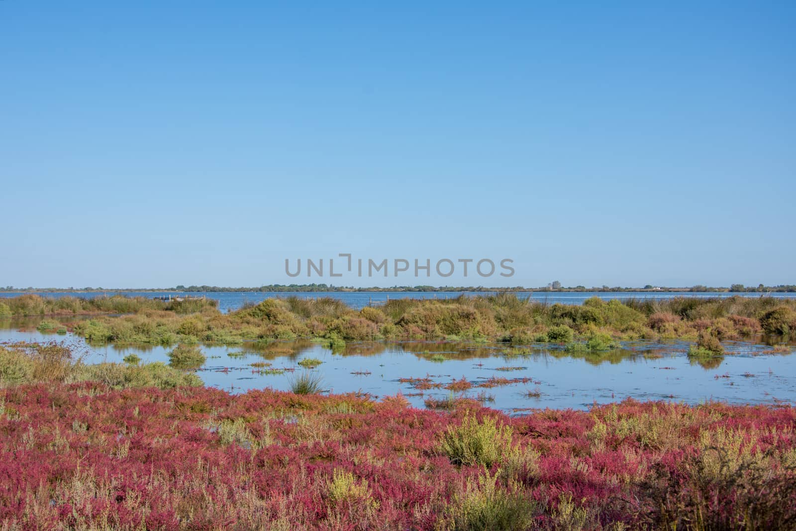 landscape of Camargues in the south of France. Ornithological nature reserve